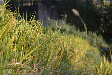 paddy plant in the field.