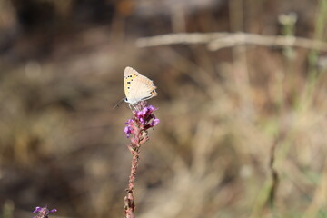 butterfly on a flower