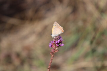 butterfly on a flower