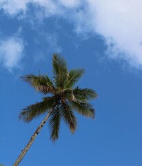 Fototapeta na wymiar palm tree coconut brazilian beach paradise 