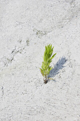 コンクリートのひび割れから成長した雑草