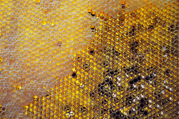Drop of bee honey drip from hexagonal honeycombs