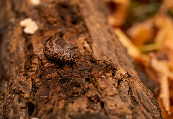 Large striped slug on the bark of a tree in an autumn park. Gastropods. Wild nature.