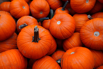 Display of round orange pumpkins at the farmers market in the fall