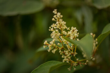 Blurred background. White flowers on a bush on a green background. Copy space.