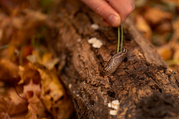 Large striped slug on the bark of a tree in an autumn park. Gastropods. Wild nature.