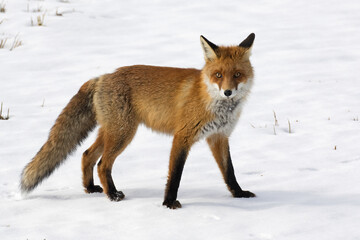 Naklejka na ściany i meble Red fox. Wild animal on snow in winter. Vulpes vulpes