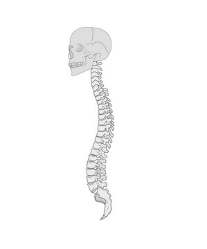 human skull and spine. vector illustration.