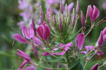 close-up of pink cleome flower in autumn garden