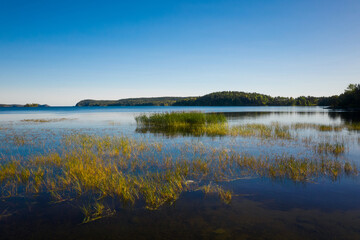 Nature landscape of Ladoga lake, grass on the water, clear blue sky. Autumn, Karelia, Russia.