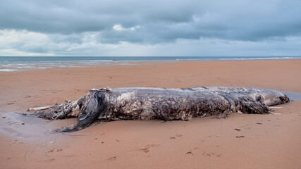 Dead basiking shark on Brora beach missing its tail and dorsal fin