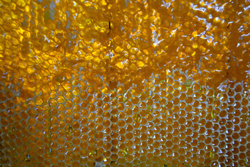 Drop of bee honey drip from hexagonal honeycombs
