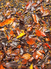 秋の雨の公園に散る金木犀の花びらと枯れ葉