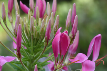 close-up of pink cleome flower in autumn garden