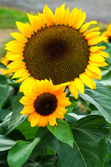 A yellow sunflower (helianthus) in summer