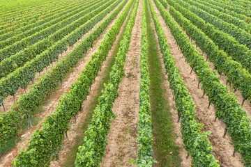 Fototapeta na wymiar Top view of rows of vines in Rhineland-Palatinate / Germany just before the harvest