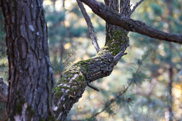 Tree branches in the autumn forest