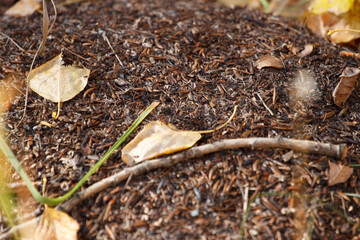 Forest anthill with ants close-up