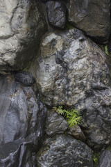 雨に濡れた石垣