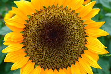 A yellow sunflower (helianthus) in summer