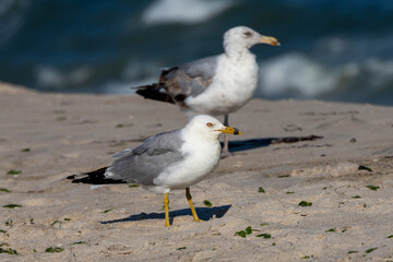 West Gilgo Beach Birds