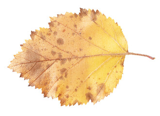 Autumn leaf isolated on white background.