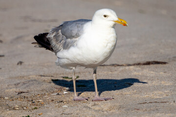 Birds At West Gilgo Beach