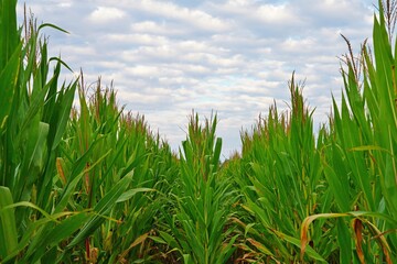 Fototapeta premium Blue cloudy sky sky over a green corn field in New Jersey, USA