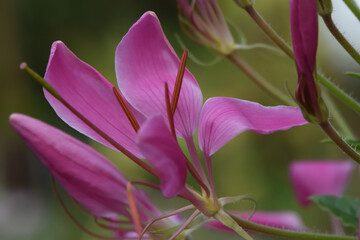 close up of pink flower