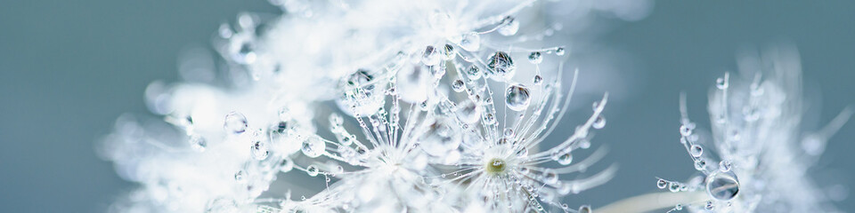 Beautiful dew drops on dandelion seed macro. soft blue background. Water drops on parachutes...