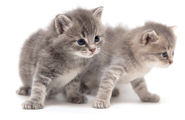 Portrait of two little kitten isolated on a white