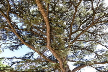 Coniferous tree in the park.
