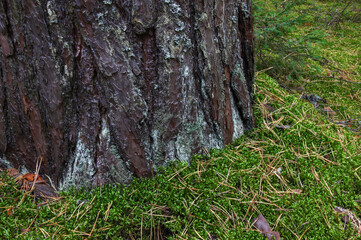Pine bark close up. Moss near the tree. Pine needles on moss. Green moss with branches and pine needles on the forest floor.