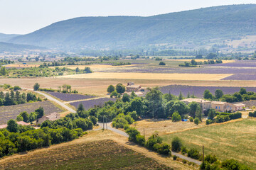 Fototapeta na wymiar Lavender fields in the Provence region, France