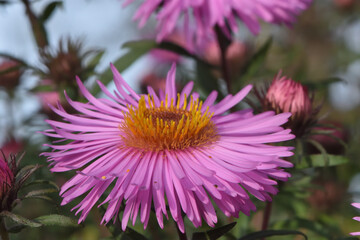 Obraz premium close up of a pink flower