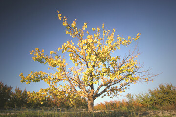 Obraz na płótnie Canvas Albaricoquero en otoño, con flores amarillas a punto de caer.