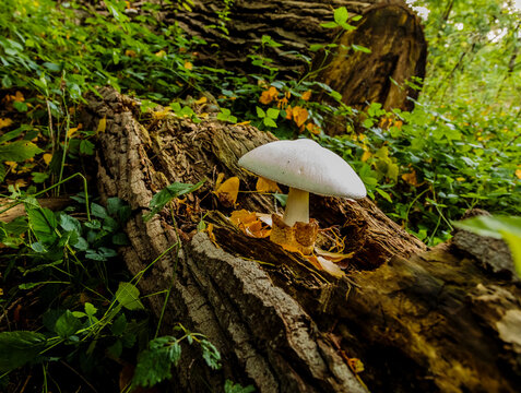 Pilz Baum
Es gibt ein Leben nach dem Tod
