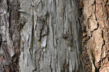 old wood texture