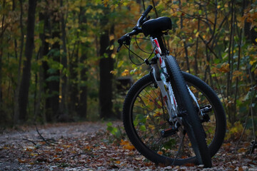 Fototapeta na wymiar bike in the woods