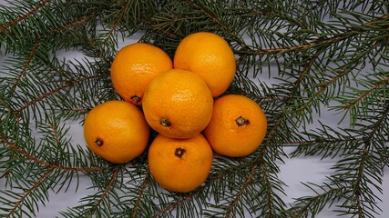 Ripe tangerines on a spruce bed.