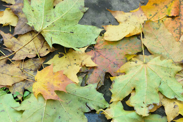 autumn maple leaves