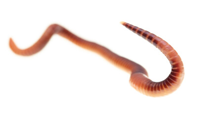 Earthworm on a white background.