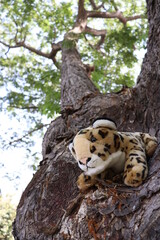 leopard doll in tree