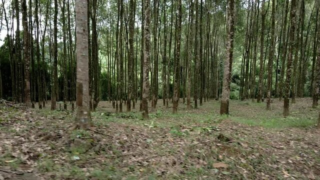 side trucking shot of a rubber tree plantation with latex rubber trees on a rubber farm in Thailand