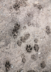 Dog footprints on frozen ground as background.
