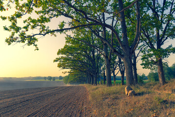 A car drives from a dusty road through an alley of Oak Trees National Park at sunset. Dust over the field from the road against the background of the sun. Gauja. Latvia