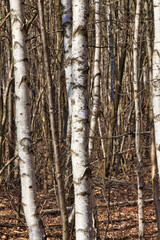 Fototapeta premium birch grove in autumn