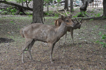 deer in the woods