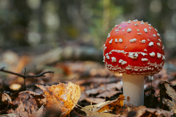 Fly agaric mushroom in autumn forest. Red fly agaric growing in moss. Poison fly agaric mushrooms in nature. Fall season background. Dry leaves. Copy space. Amanita Muscaria or toadstool in forest.