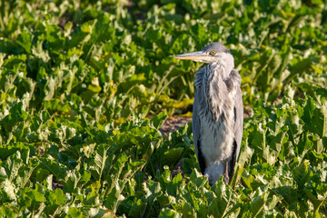 Grey Heron standing in a field of sugar beet
